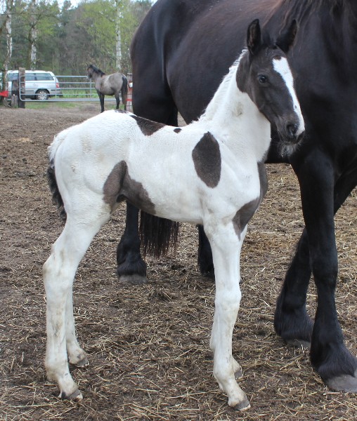 HENNING  KRANZ KRANZHOF SPORTPFERD DRESSURPFERD SPRINGPFERD REITPFERD FAMILIENPFERD VERKAUFSPFERD FREIZEITPFERD FRIESEN ANDALUSIER P.R.E. PRE SCHECKEN, SPORTSCHECKEN, WARMBLUTSCHECKEN, BAROCKPFERD, BAROCKPINTO, PAINT, PINTO, SPORTPONIES PONY ESEL RETHEM an der ALLER WOHLENDORF